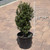 Ilex crenata Steeds 189456