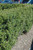  Ilex crenata Steeds 189456 