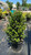  Ilex crenata Steeds 189456 