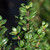 Ilex crenata Steeds 210062 