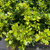  Ilex crenata Helleri 214925 