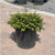  Ilex crenata Helleri 214925 