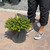  Ilex crenata Helleri 214925 