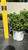  Hydrangea paniculata Little Lime 251394 