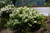  Hydrangea paniculata Little Lime 251394 