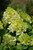 Hydrangea paniculata Little Lime 251394 