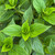  Hydrangea paniculata Little Lime 251394 