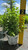  Hydrangea paniculata Bobo 257959 