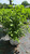  Hydrangea paniculata Bobo 257959 
