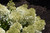  Hydrangea paniculata Bobo 257959 