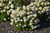  Hydrangea paniculata Bobo 257959 