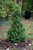  Ilex x Red Acadiana 259281 