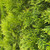 Thuja occidentalis Emerald Green 170171