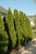 Thuja occidentalis Emerald Green 170171