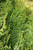 Thuja plicata Virescens 170192
