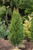  Thuja plicata Virescens 170192 