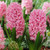 HYACINTH PINK PEARL 25PK