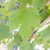 Hibiscus syriacus Full Blast 300527