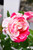 Floribunda Rosa Fl Scentimental 134097 