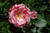 Floribunda Rosa Fl Scentimental 134097 