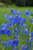 Delphinium Assorted 259842