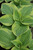 Hosta Abiqua Drinking Gourd 308788