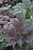 Other Shade Per. Thalictrum aquilegiifolium Nimbus Pink 308789 