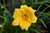 Hemorcallis Hemerocallis Alabama Jubilee 312555 