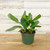 5-9" Foliage FICUS AUDREY 6" 