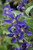  Clematis Sapphire Indigo 246238 