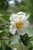 Other Dec. Tree Stewartia pseudocamellia 308397 
