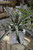 Bromeliads PINEAPPLE 5" 