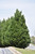 Leyland Cupressocyparis x  leylandii 250003 
