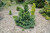 Chamaecyparis obtusa Split Rock 253310