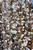 Prunus-tree Prunus x snofozam Snow Fountain 254639 