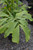 10" Foliage FISHTAIL PALM 10"/3GAL 