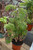 10" Foliage ARALIA MING  10" 