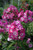  Phlox P Volcano Soft Pink W/Dark Eye 259844 