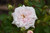 Other Rose Rosa Drift White 264042 