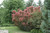 Other Deciduous Cotinus coggygria Royal Purple 264089 