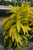 5-9" Foliage DRACAENA LIMELIGHT 6" 