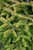  Picea orientalis Firefly 264490 