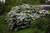  Viburnum plicatum tomentosum Mariesii 264837 