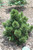  Pinus leucodermis Irish Bell 264984 