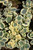  Sedum Sunsparkler Lime Twister 268700 