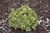  Sedum Sunsparkler Lime Twister 268700 