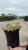  Sedum Sunsparkler Lime Twister 268700 