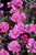  Dianthus Everlast Orchid 269095 