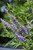 Other Deciduous Vitex agnus-castus Blue Diddley 271531 