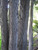 12" & Up Foliage FICUS LYRATA STD 21" 